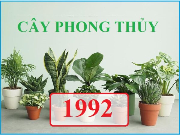 Người sinh năm 1992 (Nhâm Thân) hợp cây phong thuỷ nào?