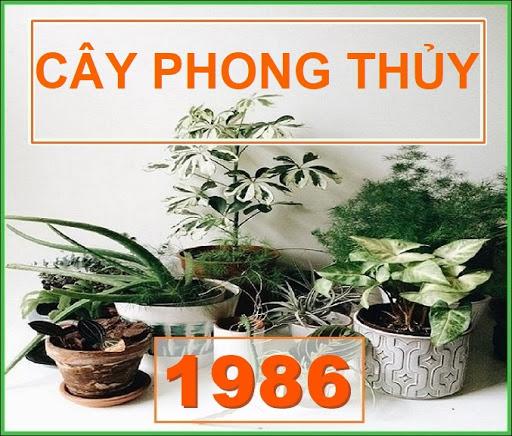 Người sinh năm 1986 (Bính Dần) hợp cây phong thuỷ nào?