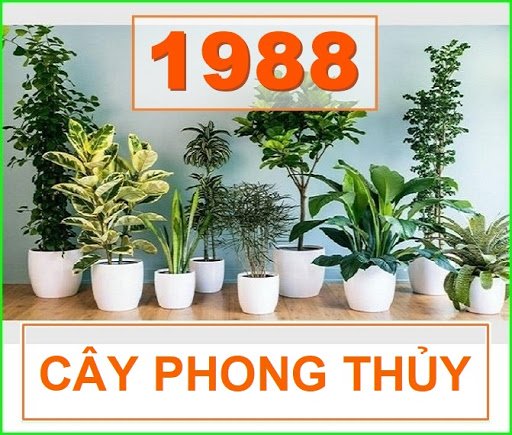 Chọn cây phong thủy cho người sinh năm 1988