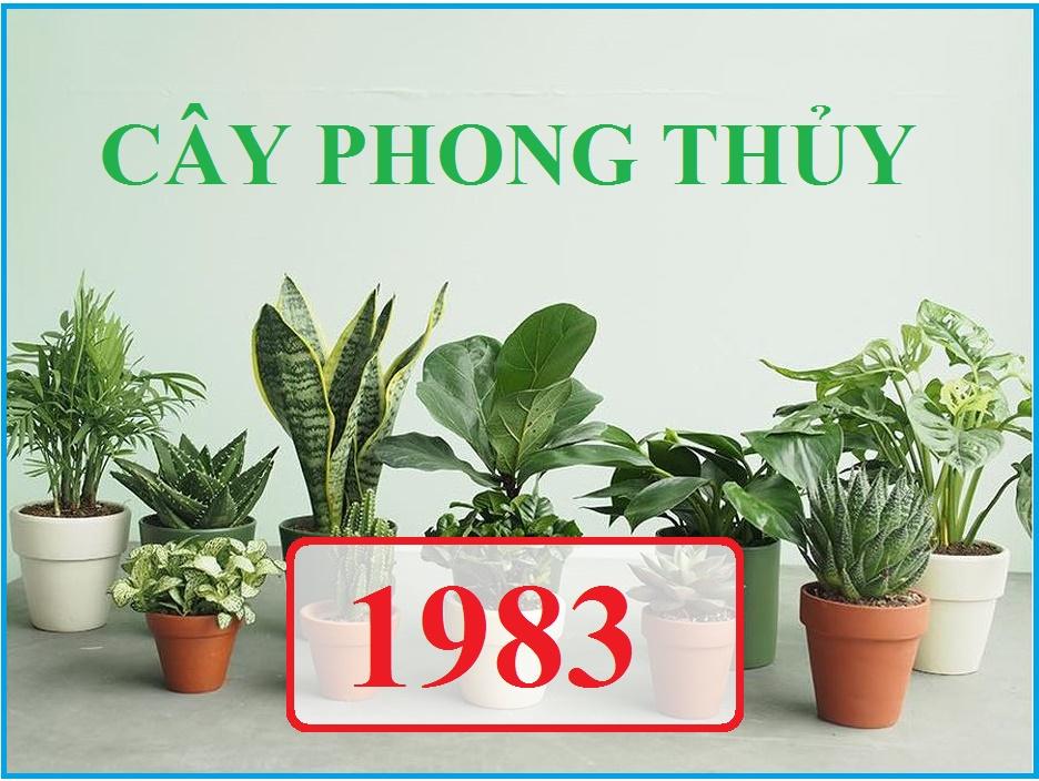 Cây hợp với người mệnh Thủy sinh năm 1983 Quý Hợi là cây nào?