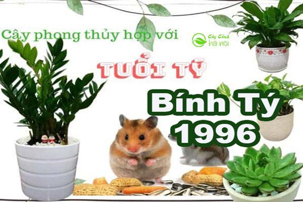 Cây cảnh phong thủy hợp tuổi Bính Tý sinh năm 1996