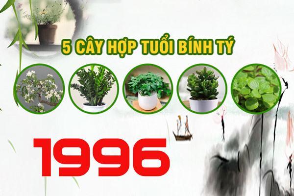 Đặc điểm cây phong thủy hợp tuổi bính tý