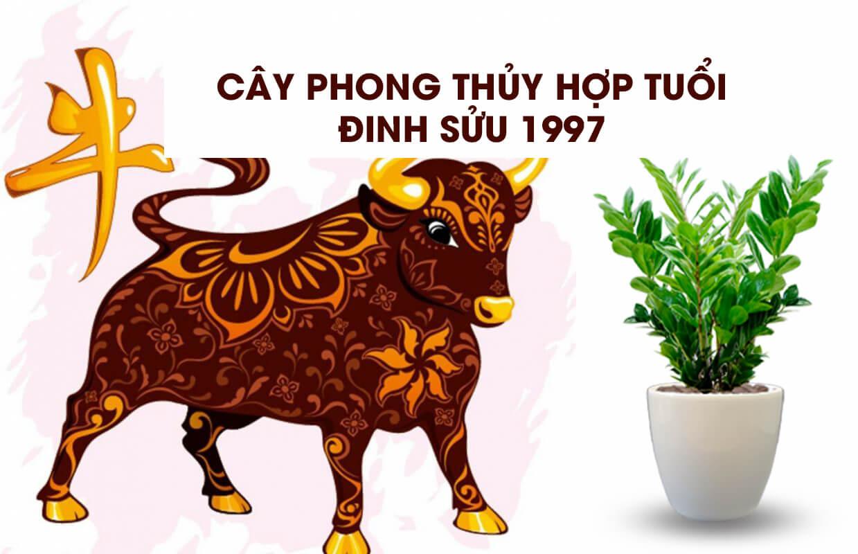 cây phong thuỷ hợp với Tuổi Đinh Sửu 1