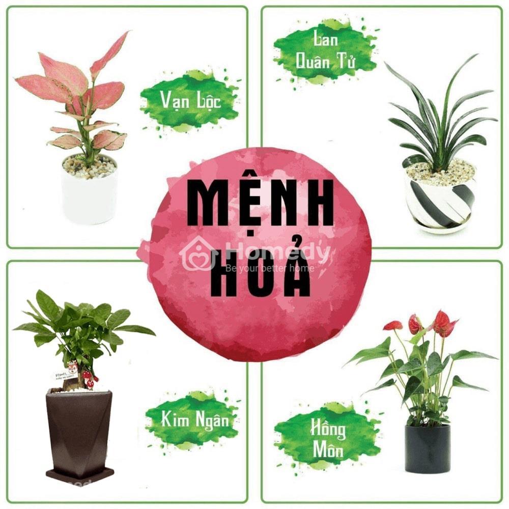 Mệnh Hỏa trồng cây gì