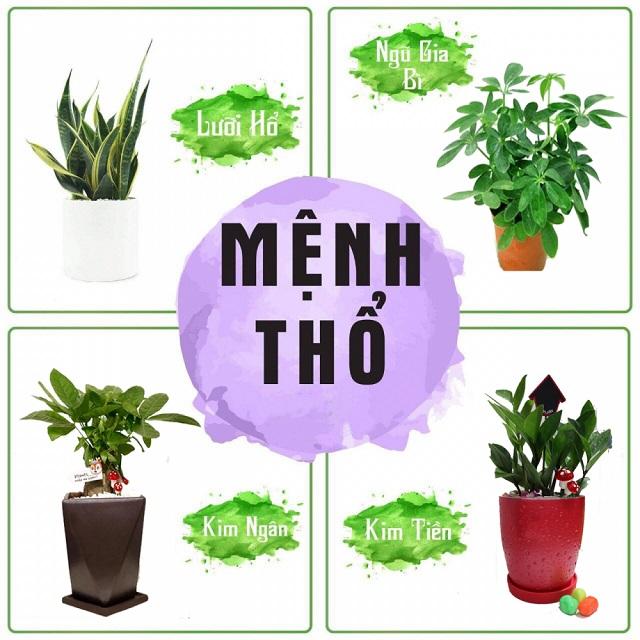 Cây phong thủy hợp mệnh Thổ