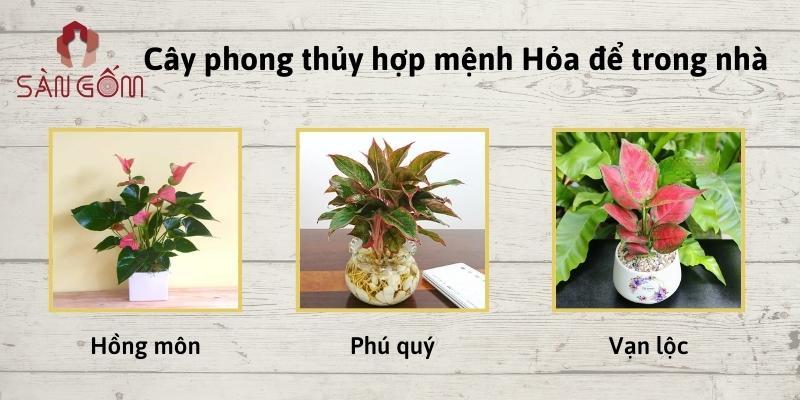 cay-phong-thuy-hop-menh-hoa-de-trong-nha