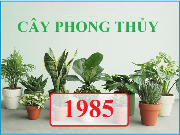 Cây phong thủy hợp tuổi Ất Sửu 1985 - 1